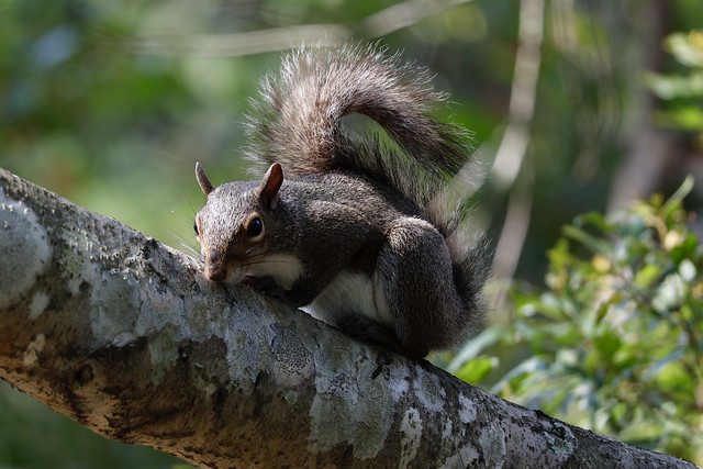 Eekhoorn (squirrel) Pinckney Island