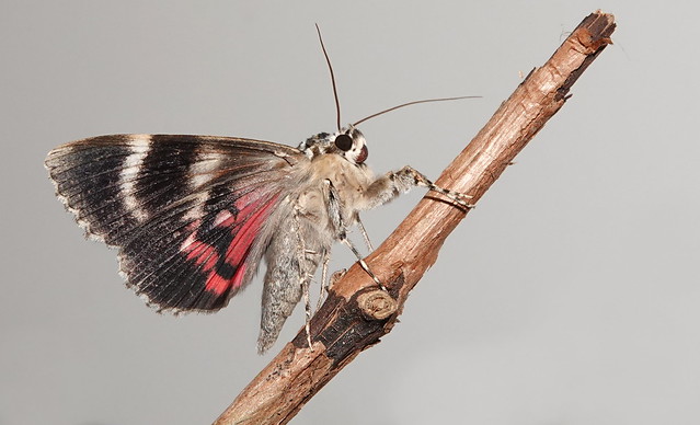 Light Crimson Underwing Moth (Catocala promissa) ©