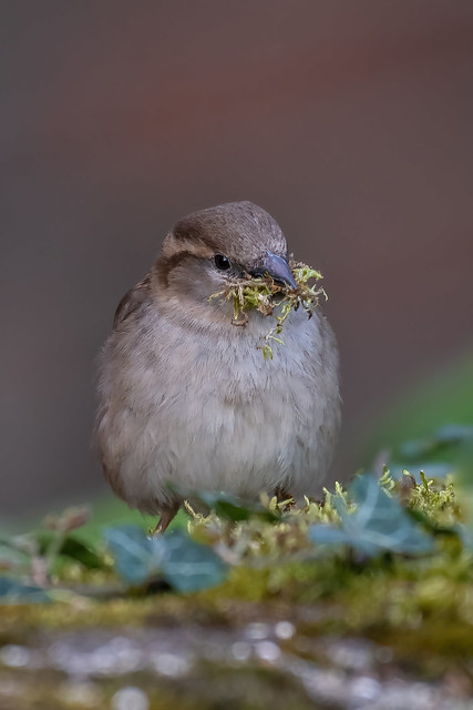 House Sparrow (Passer domesticus) female collecting moss