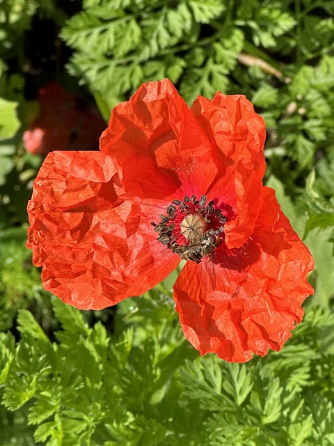 Wrinkled by nature , loud red poppy…