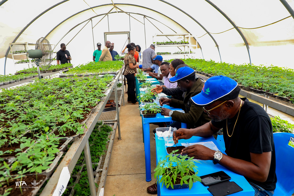 TAAT facilitates ToT on rapid cassava propagation system for Angola  using SAH technology