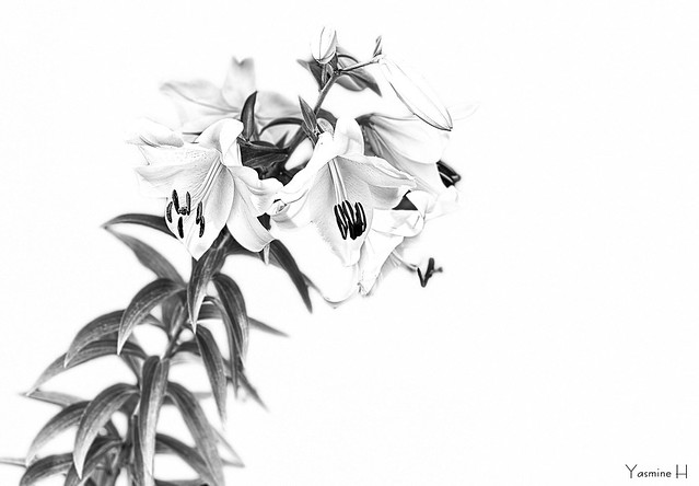 12307 - Flowers in Black & White