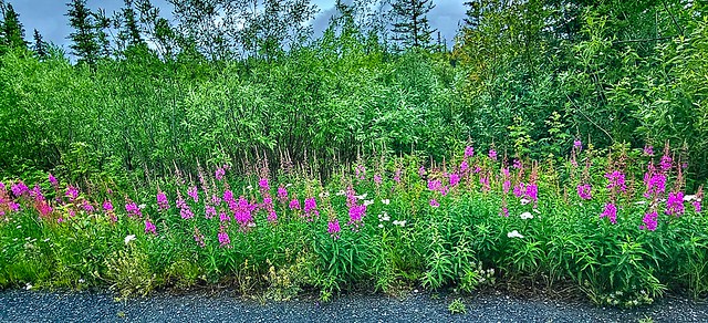 Roadside Fireweed - Alaska