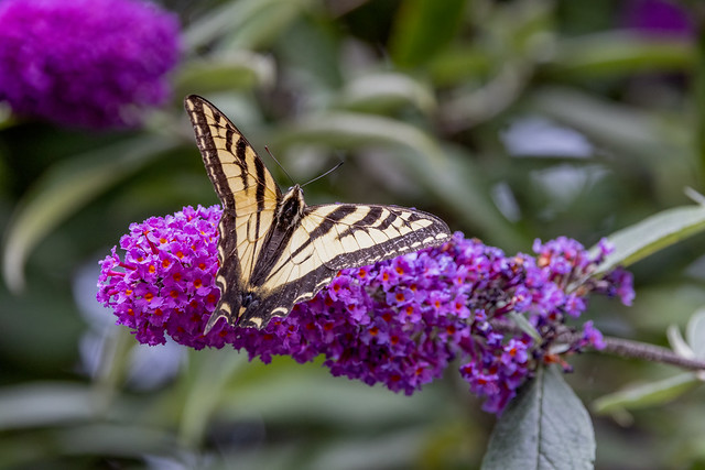 Butterfly on a Butterfly bush