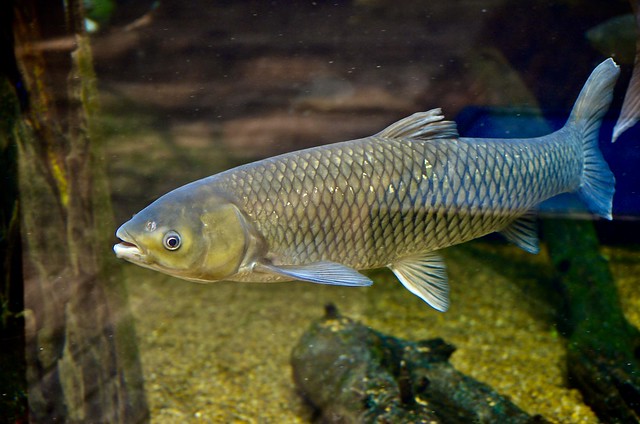 A resident  of Tennessee Aquarium
