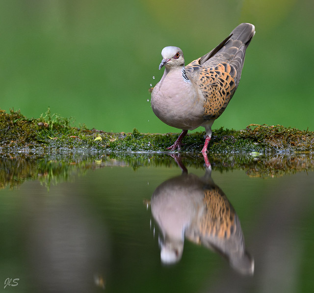 European Turtle Dove (Drinking), Tourterelle des bois