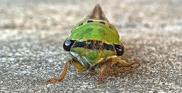 Superb dog-day cicada