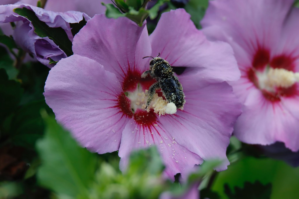 Les Hibiscus et leur abeilles.