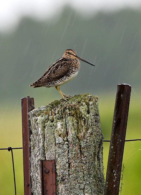 Standing in the Rain