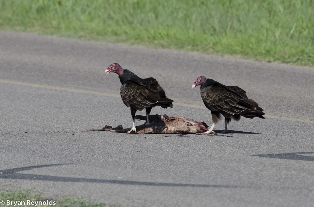 Turkey Vultures, Cathartes aura, feeding on Nine-banded Armadillo, Dasypus novemcinctus, roadkill