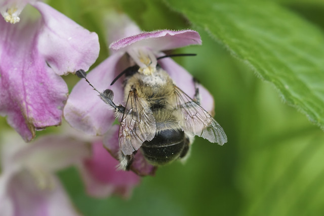 Closeup on an Anthophora dufourii on a colorful pink Melittis melissophyllum flower in the Gard