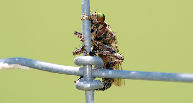 Peek-A-Boo With A Robber Fly