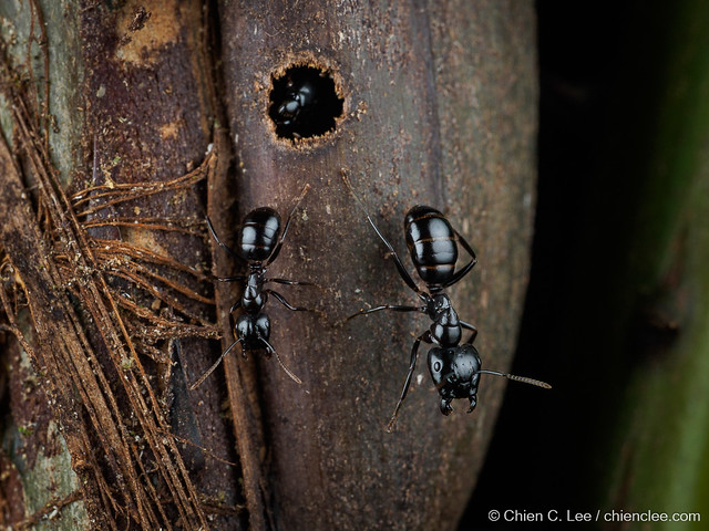 Camponotus contractus