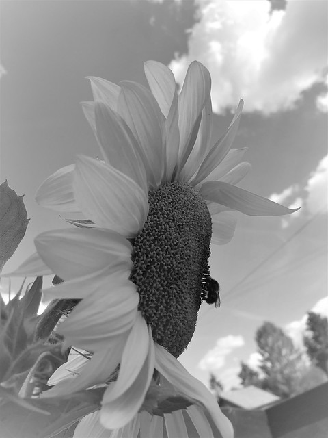 Flowers in ⬛ and ⬜