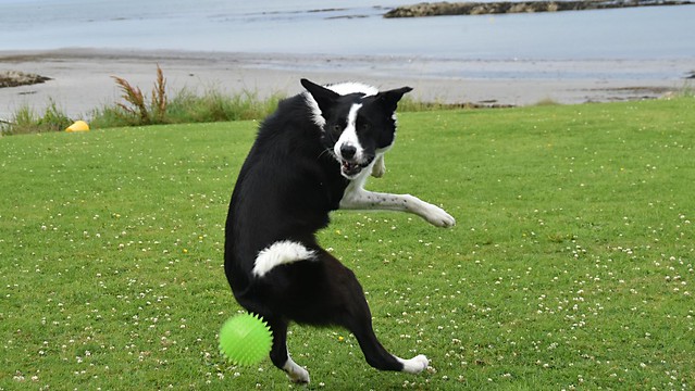A picture for World Collie Day 21/07/23