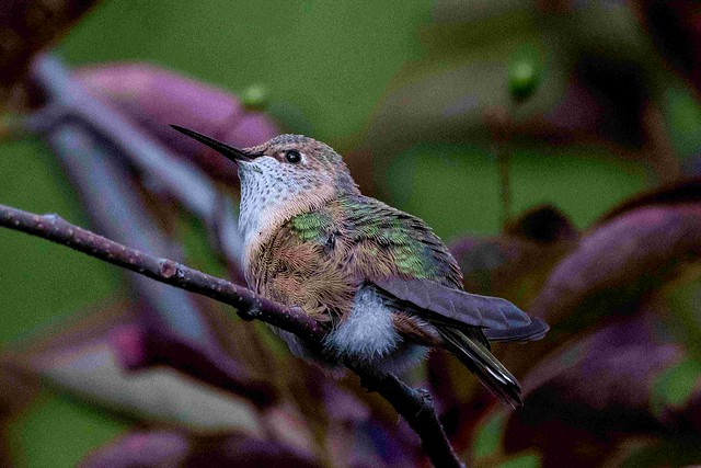 248A2227-hummingbird-youngster