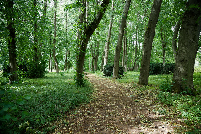 Woodland path in Easton Lodge Gardens, Little Easton, Essex, England 01