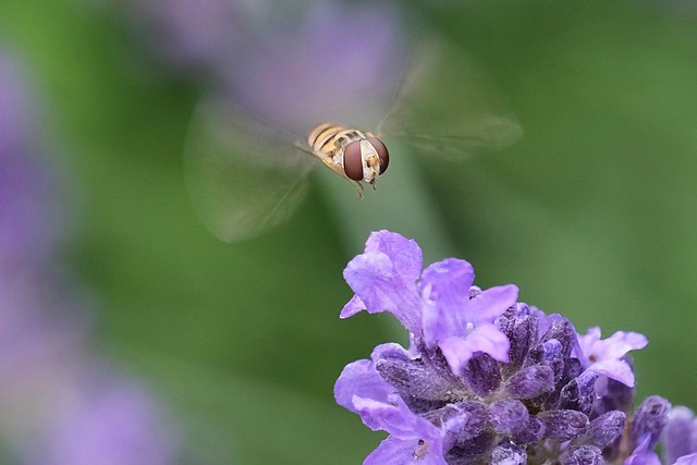 Hummer fly-by....