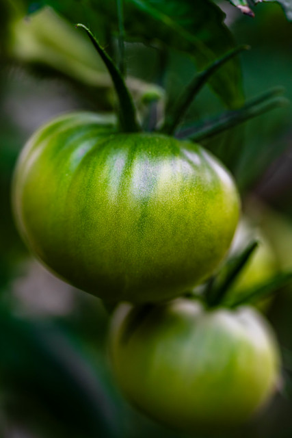 Tomaten / Tomatoes