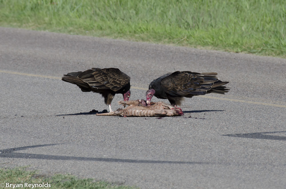 Turkey Vultures, Cathartes aura, feeding on Nine-banded Armadillo, Dasypus novemcinctus, roadkill