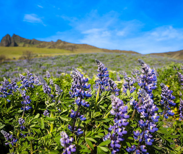 Iceland's Fields of Purple