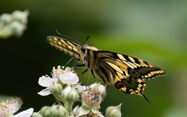 Swallowtail #1 of 4
