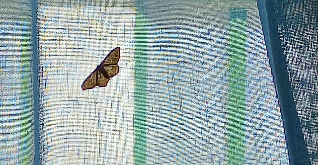 Papillon 2.