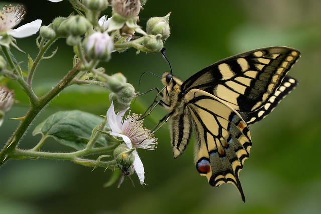 Swallowtail #4 of 4