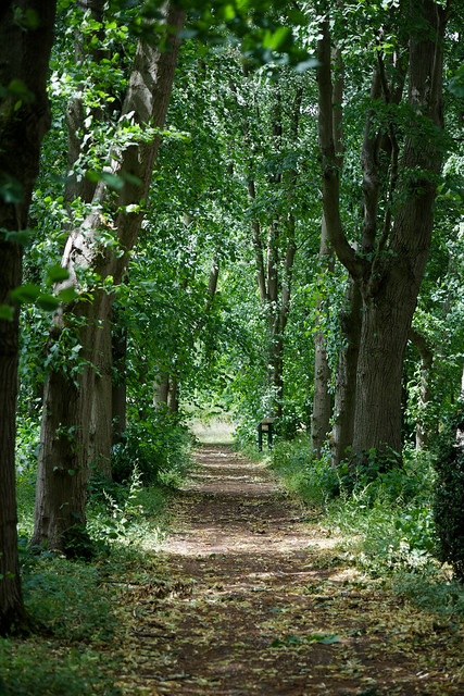 Woodland path in Easton Lodge Gardens, Little Easton, Essex, England 03
