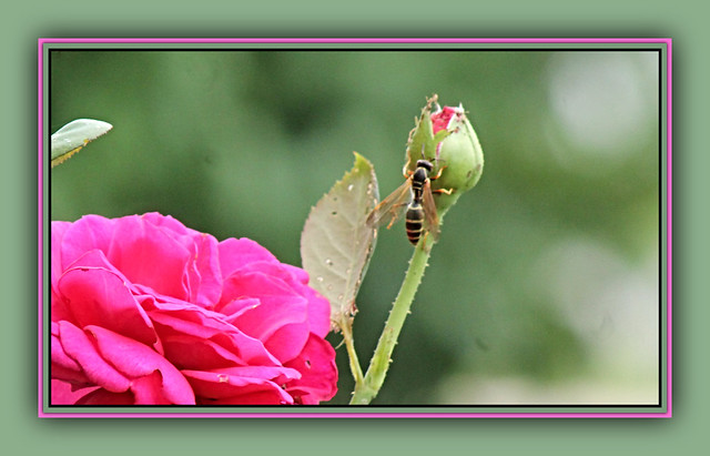 Wasp On Rosebud