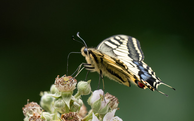 Swallowtail #2 of 4