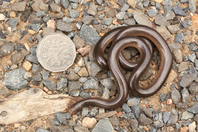 Blackish Blind Snake (Ramphotyphlops nigrescens)