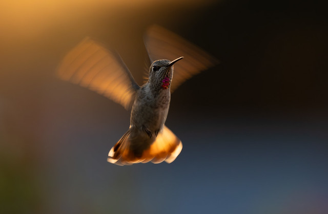 Backlit Anna's Hummingbird
