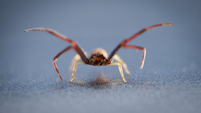Crab spider / Krabbenspinne
