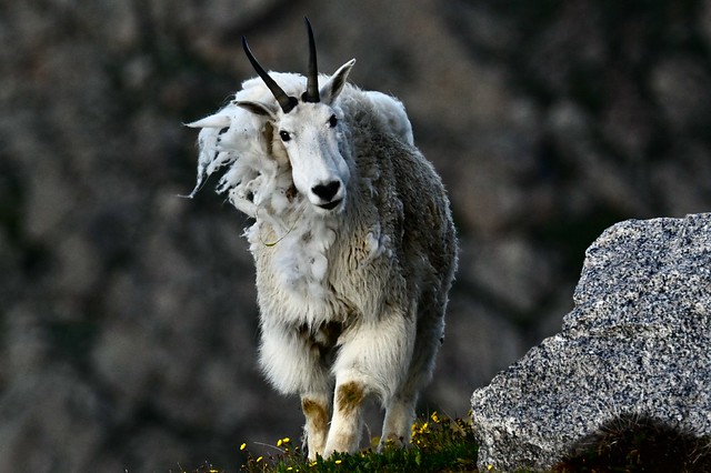 That's Mr. Mountain Goat to You