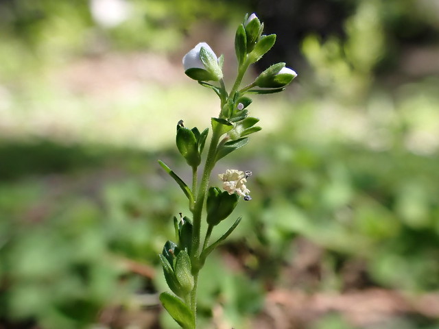 Veronica serpyllifolia - thymeleaf speedwell