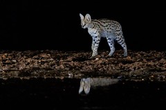 Serval Cat - Zimanga, South Africa