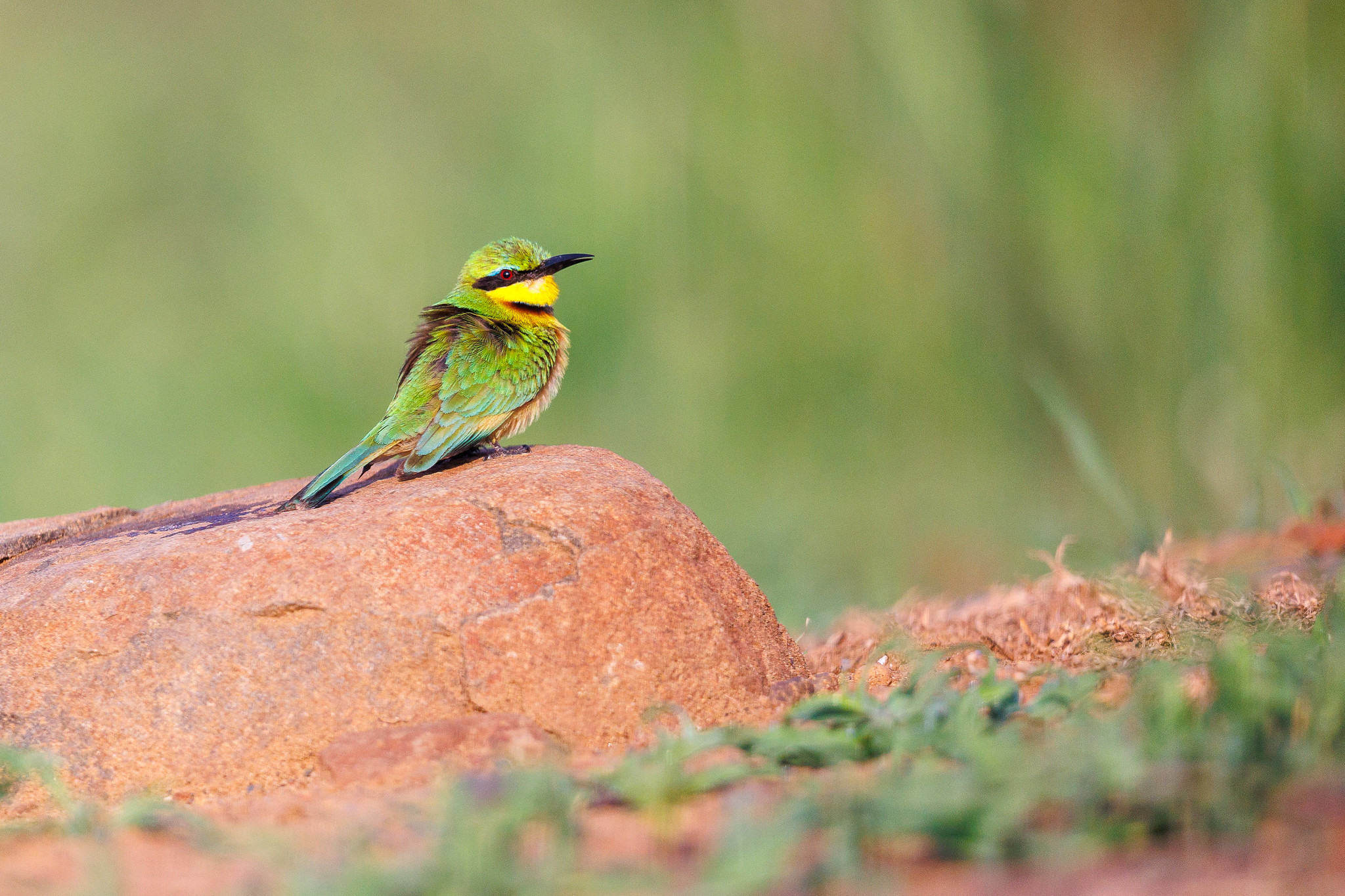 Little Bee-eater - Zimanga, South Africa