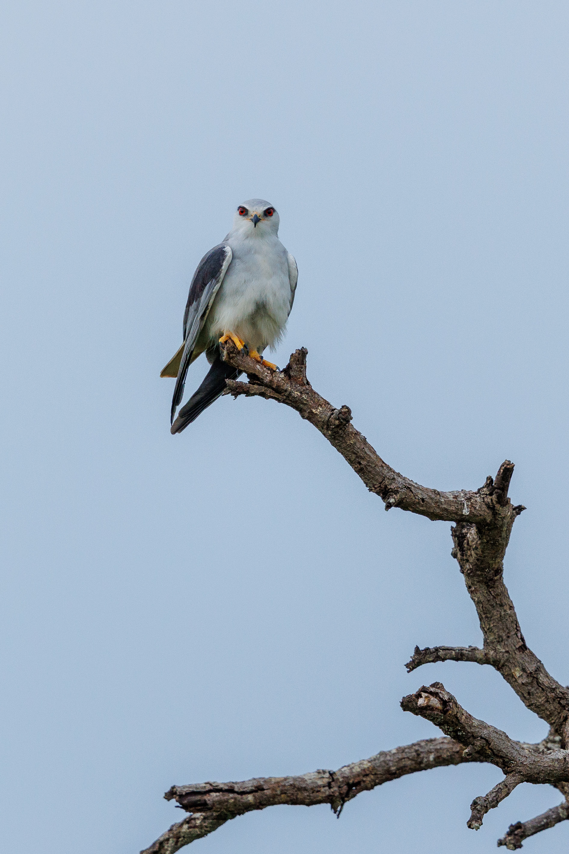 Black-winged Kite - Zimanga, South Africa