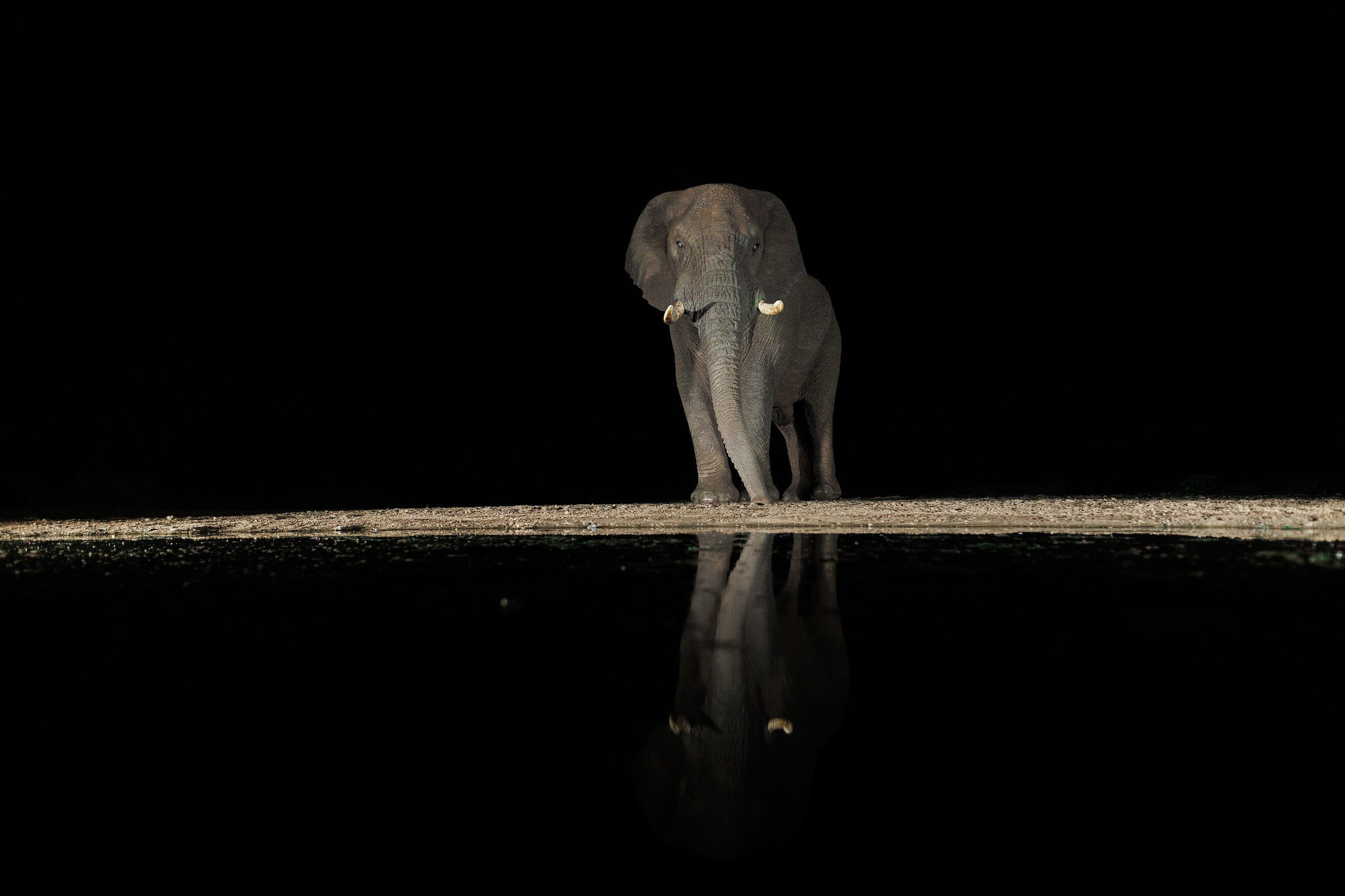 Elephant - Zimanga, South Africa