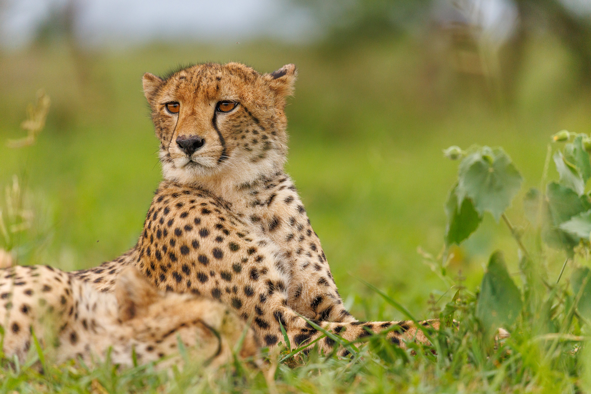 Cheetah - Zimanga, South Africa