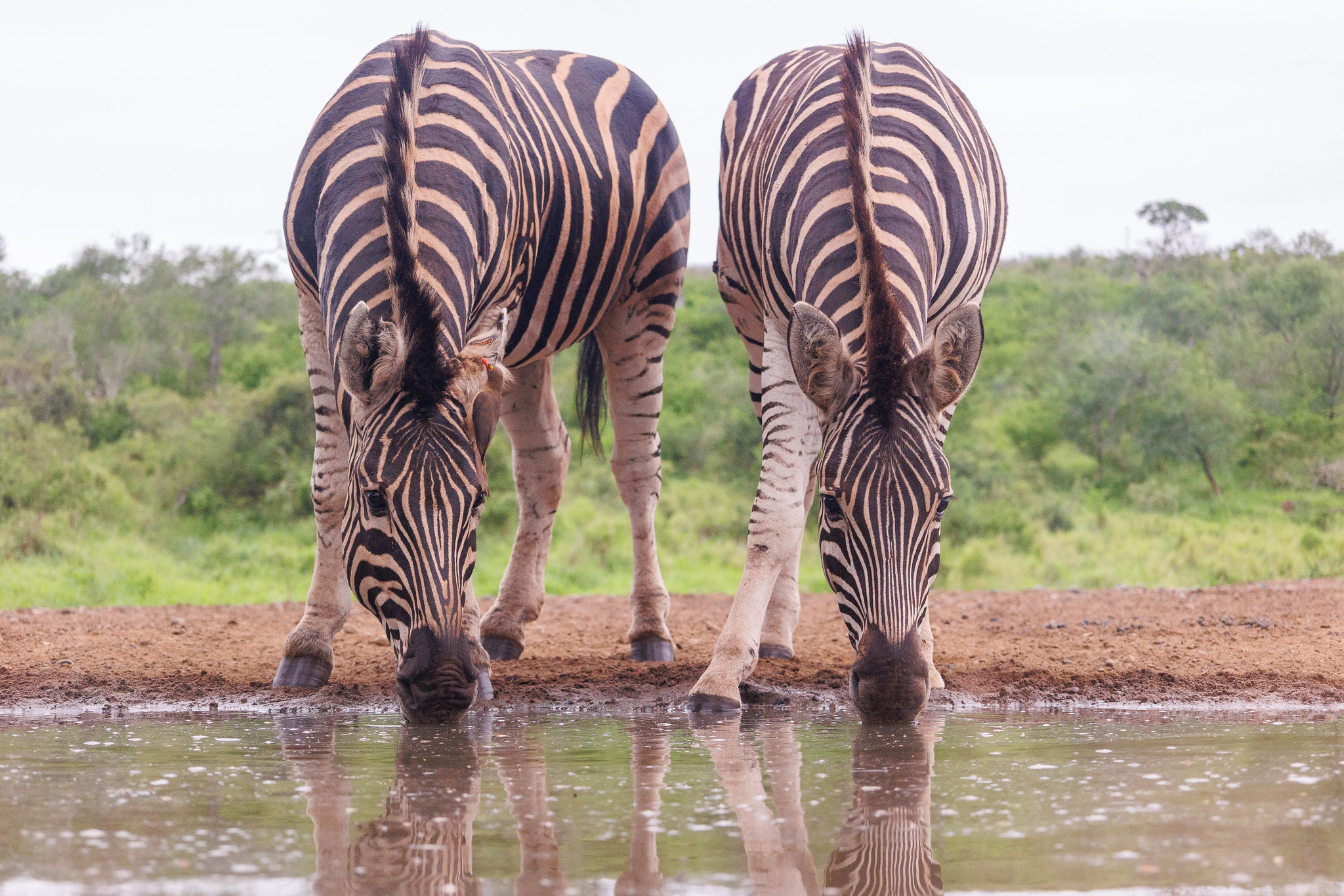Zebra - Zimanga, South Africa