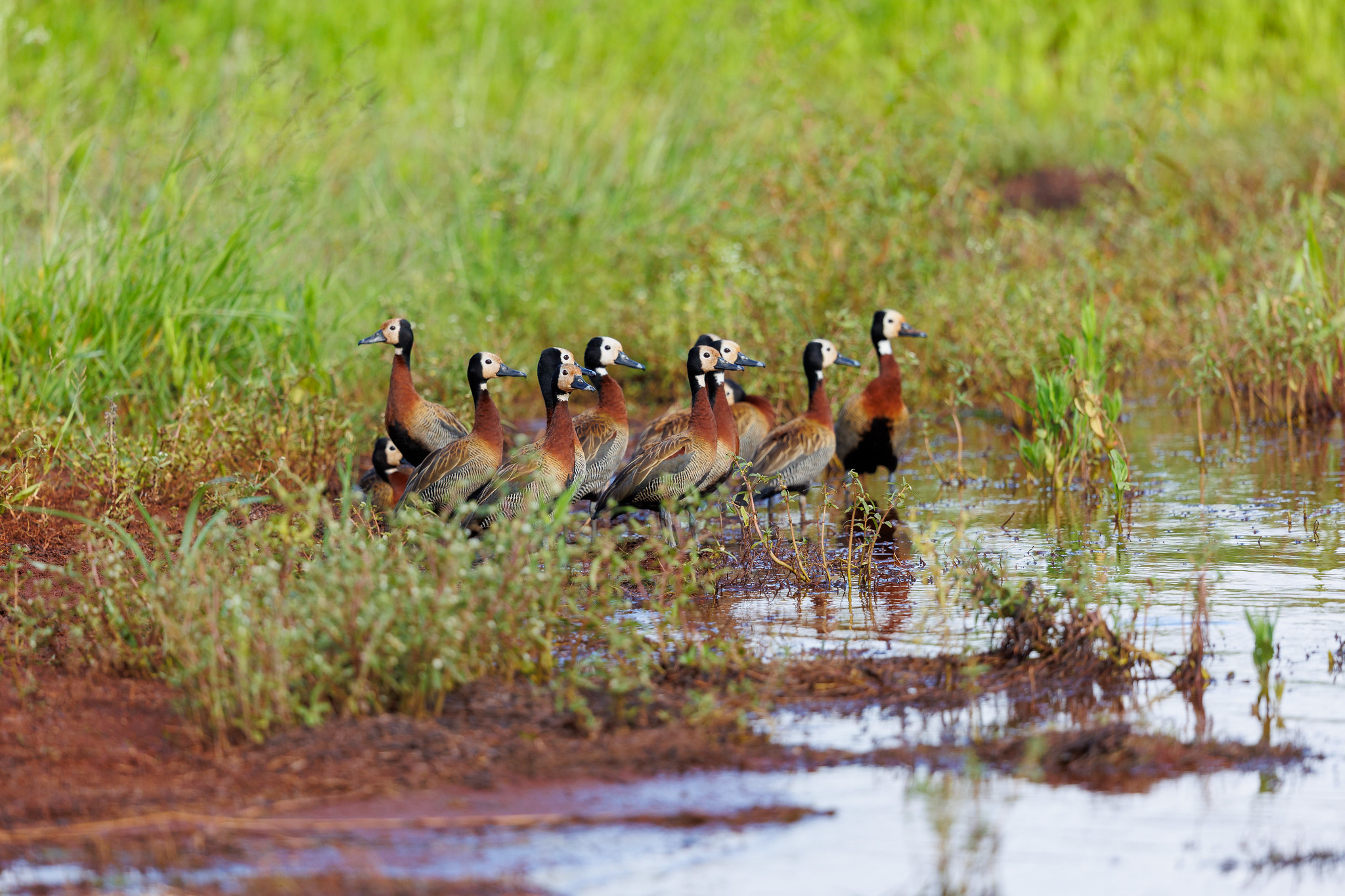 White-faced Whistling Duck - Zimanga, South Africa