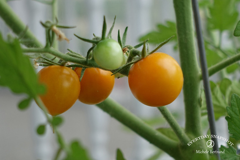 Tomato Plant (8)