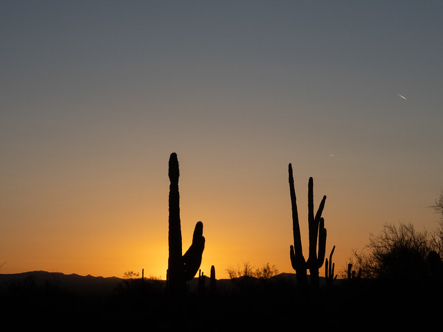 Saguaro Sunrise at Picacho Peak State Park