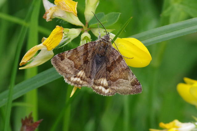 K32P2926c Burnet Companion Moth, Woodwalton Marsh, May 2023