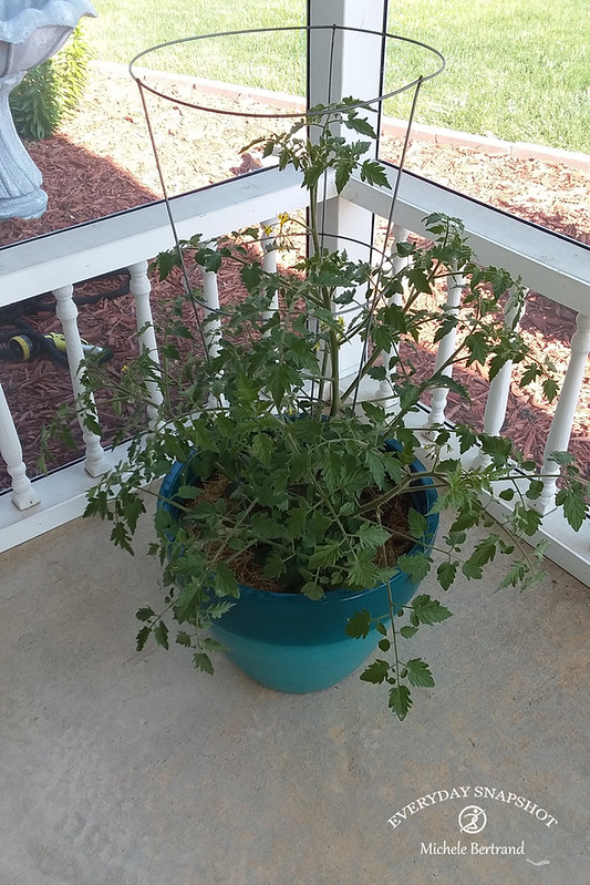 Tomato Plant (4)