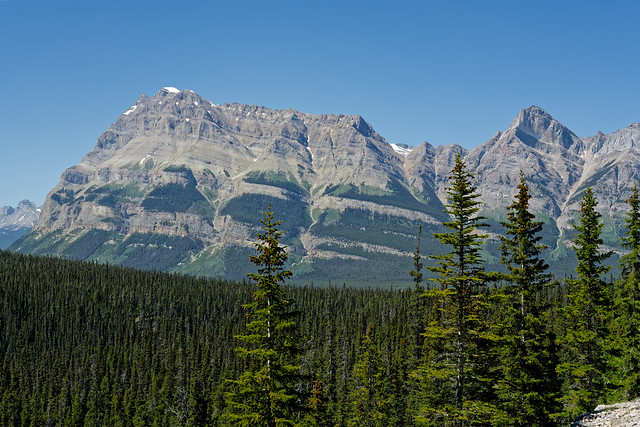 Evergreens and Mountains (Banff National Park)