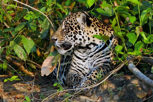 Jaguar At The River's Edge (Panthera Onca)