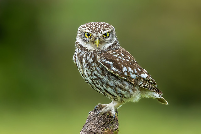 Little Owl Stare